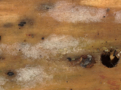 co_Tubulicrinis chaetophorus.jpg