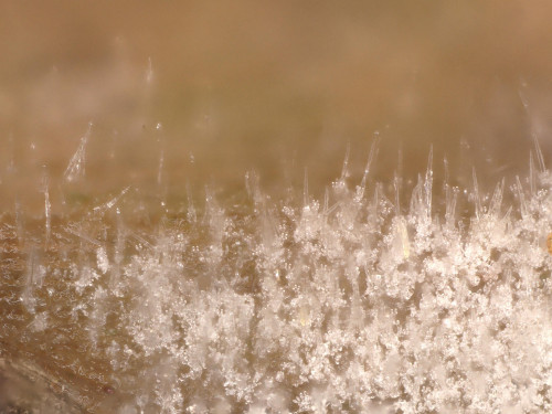 co_Tubulicrinis chaetophorus1.jpg