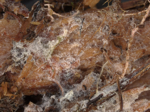 co_Tylospora asterophora.jpg