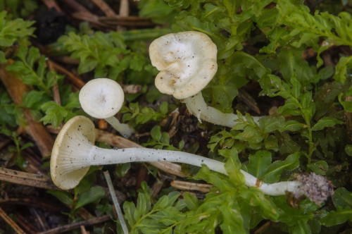 ag_Cantharellopsis albidum.jpg