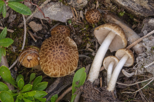 ag_Cystoagaricus lepidotoides.jpg