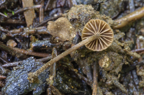 ag_Entoloma dysthaloides.jpg