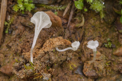 ag_Hemimycena ignobilis.jpg