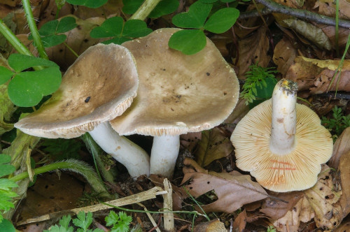 ag_Lactarius acris.jpg