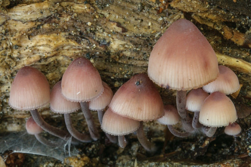 ag_Mycena haematopus.jpg