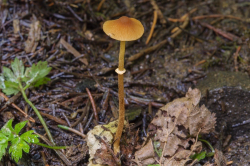 ag_Pholiotina rugosa.jpg