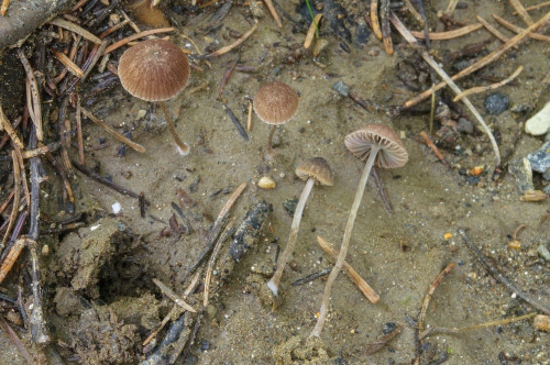 ag_Psathyrella orbitarum.jpg