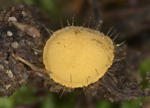 as_Cheilymenia vitellina.jpg