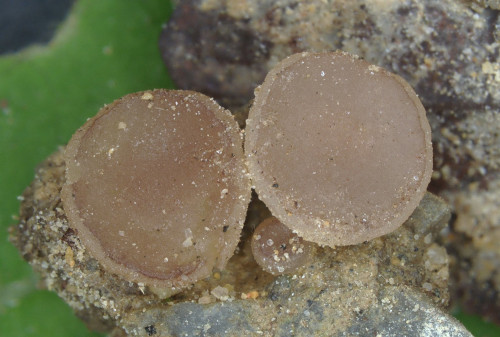 as_Daleomyces brunneoviolaceus.jpg