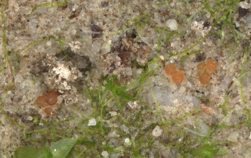 as_Geonectria subalpina.jpg
