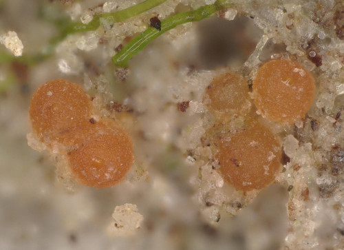 as_Geonectria subalpina1.jpg