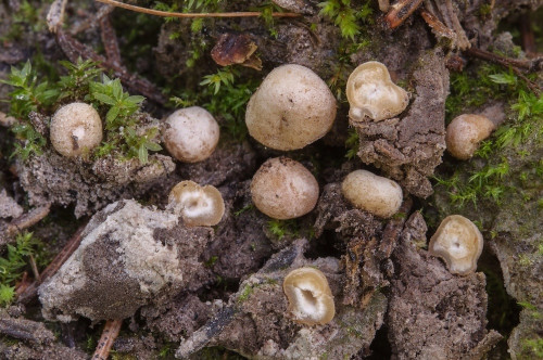 as_Hydnocystis colomboi.jpg