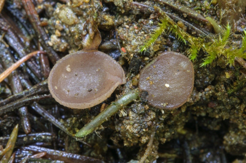 as_Malvipezia violeopallens.jpg