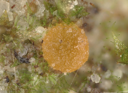 as_Octospora gemmicola var. tetraspora.jpg