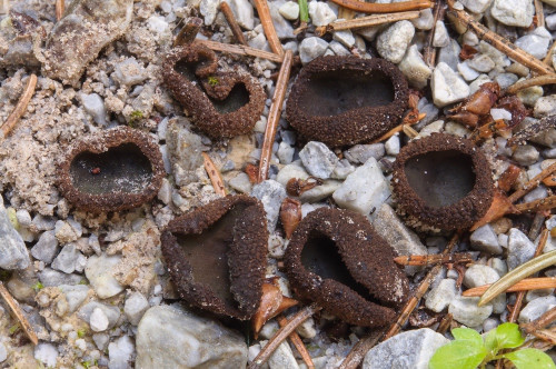 as_Plicariella flavovirens.jpg