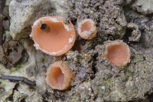 as_Rhodoscypha ovilla.jpg