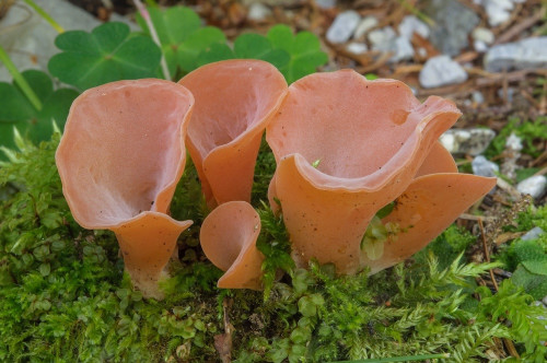 het_Tremiscus helvelloides.jpg