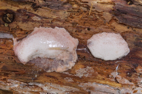 po_Leptoporus mollis.jpg