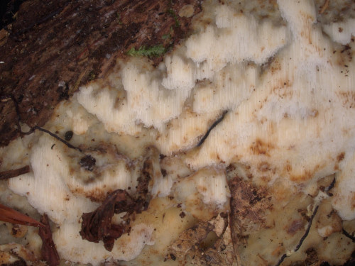po_Physisporinus_vitreus.jpg
