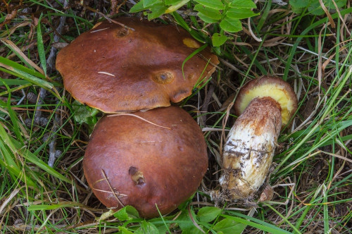 rö_Suillus grevillei agg.jpg