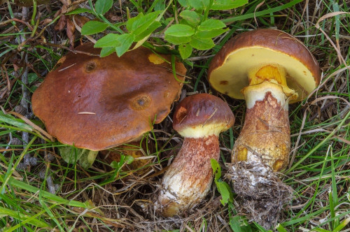 rö_Suillus grevillei agg1.jpg
