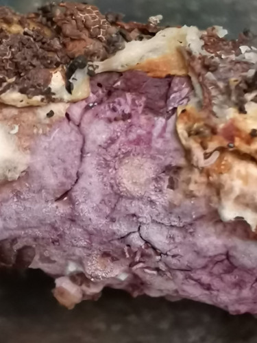IMG_20261011_114354.jpg