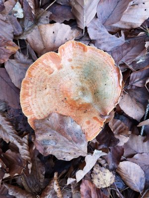 Lactarius deterrimus