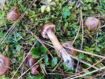 Cortinarius unter Kiefer