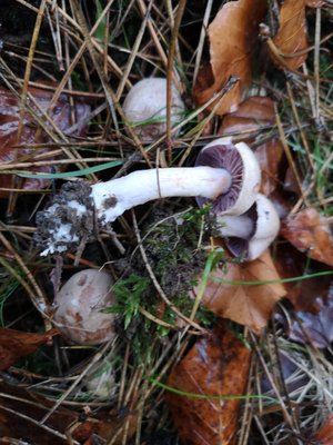 Cortinarius unter Kiefer