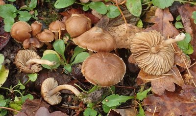 Garten;Inocybe nitidiuscula.JPG