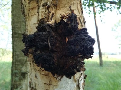 IMG_20170809_142500_Inonotus_obliquus_Chaga_Greilhuber.jpg (115.02 KiB) 70668 mal betrachtet Inonotus obliquus
