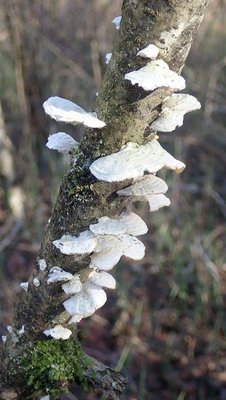 Trametes pubescens;StO.JPG