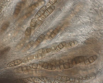 Aufnahme-1726_comp.jpg (106.8 KiB) 58964 mal betrachtet Hysterium pulicare