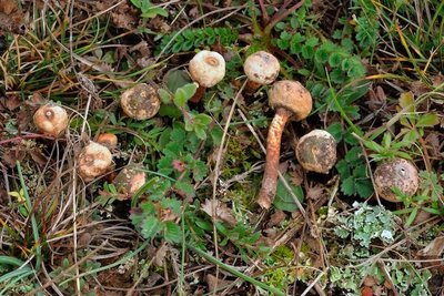 Tulostoma melanocyclum.jpg