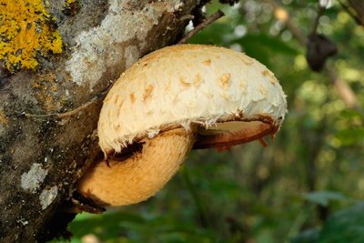 2017-08-29-Hörfeld-Moor-030 - Hemipholiota heteroclita.jpg