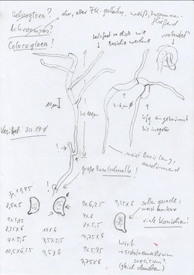 colacogloea_cf_03.jpg