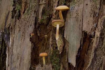 2017-08-15-Eisbach-Rein-112 - Tricholomopsis flammula.jpg