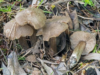 Entoloma plebeioides 1.jpg