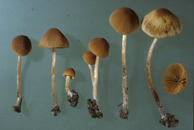 Conocybe_ochrostriata_HS2519_S2519_Stranzendorf_1994-04-20_Hausknecht.jpg