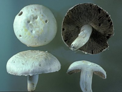 Agaricus_moellerianus_WU_5613_H1536.s_Reikersdorf_1986-10-04_Komprimiert.jpg