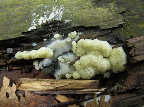 Ceratiomyxa.png