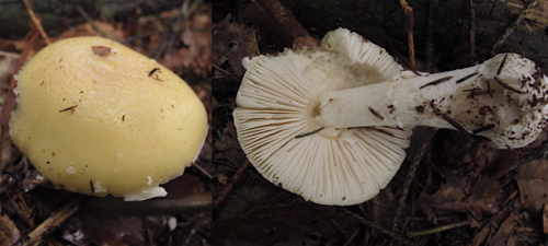 Amanita.png