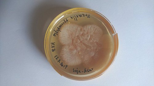 tremella-pyrenophila5.jpg