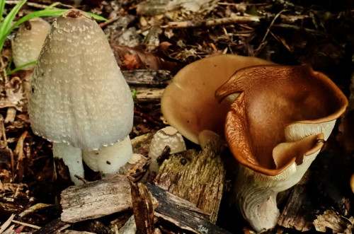 Coprinellus stossmaieri neben Hohenbuhelia .JPG