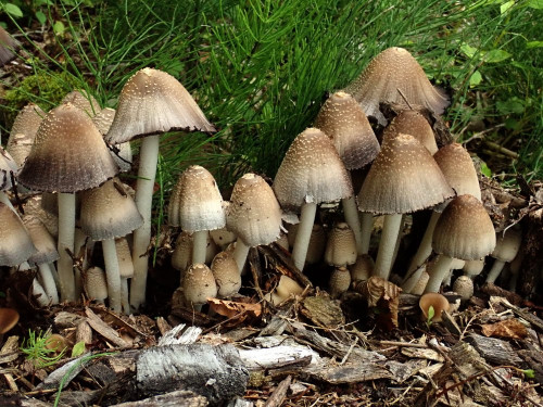 Coprinellus stossmaieri.JPG