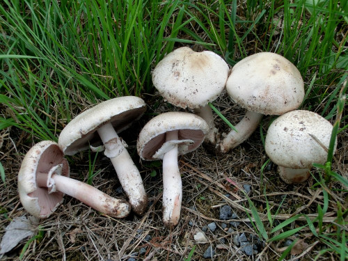 Agaricus cf depauperatus.JPG