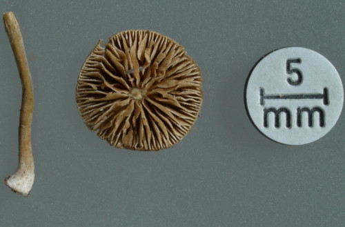 Simocybe reducta;US;Studio.JPG