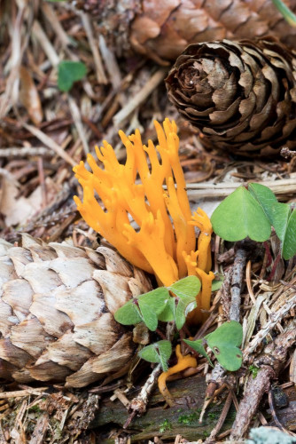 Dacryomycetaceae_Calocera viscosa 1-2.jpg