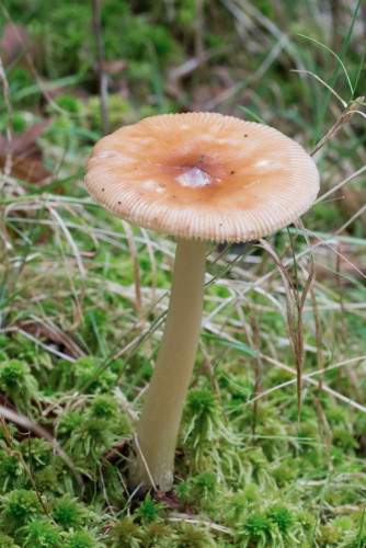 Amanitaceae_Amanita fulva cf 1-2.jpg