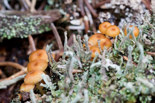 Cortinariaceae_Galerina sp cf 1-2.jpg